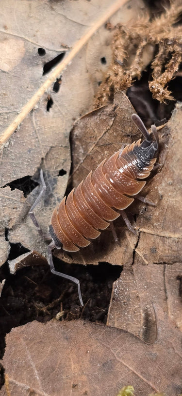 Porcellio Silvestri High Orange Isopods